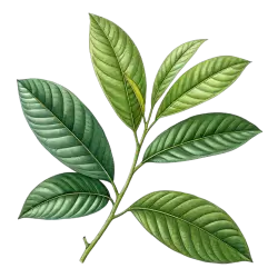 Imagen PNG para descargar